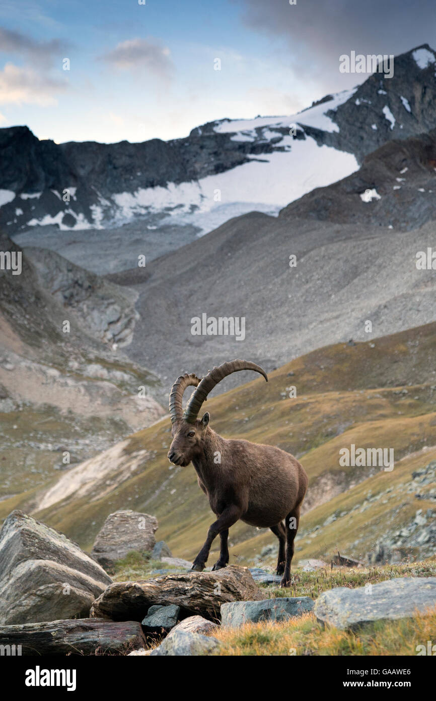 Bouquetin des Alpes (Capra ibex) mâle adulte en paysage de montagne. Alpes, vallée d'Aoste, Parc National du Grand Paradis, en Italie. Septembre. Banque D'Images