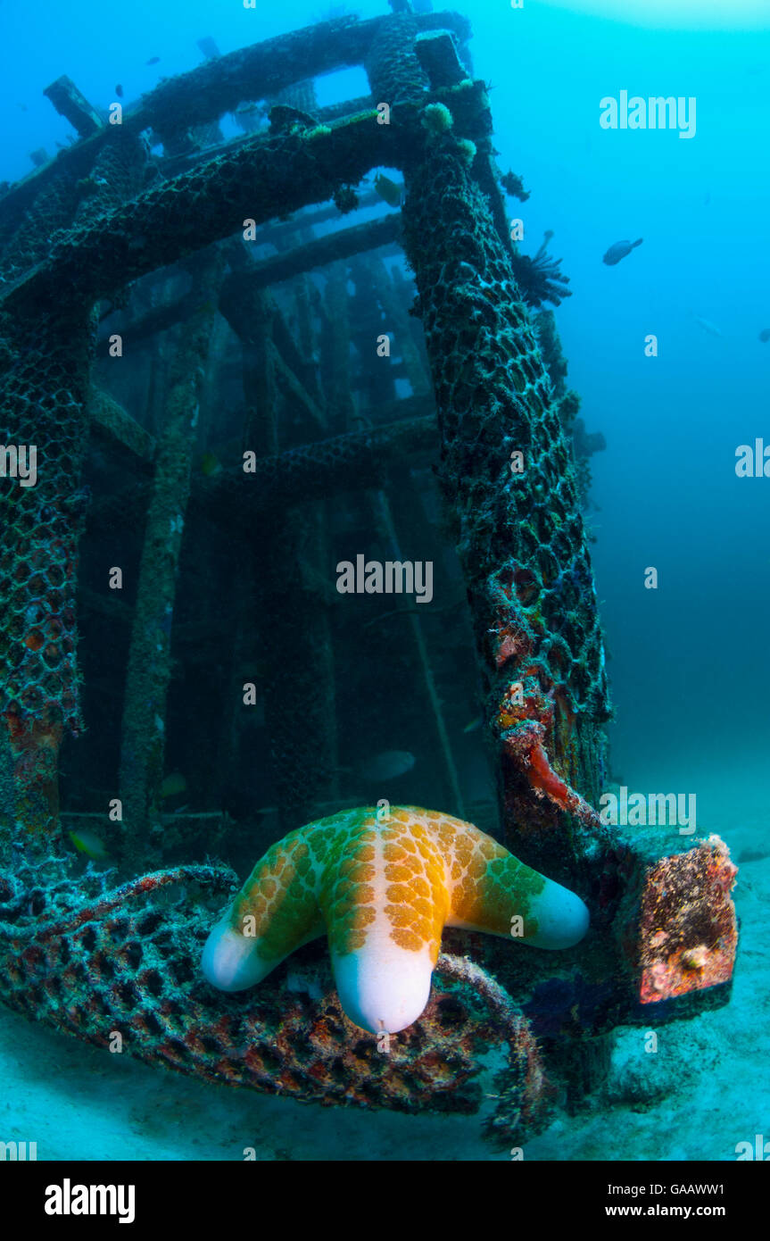 Étoile de mer (granulé Choriaster granulatus) sur le récif artificiel. Mabul, la Malaisie. Banque D'Images