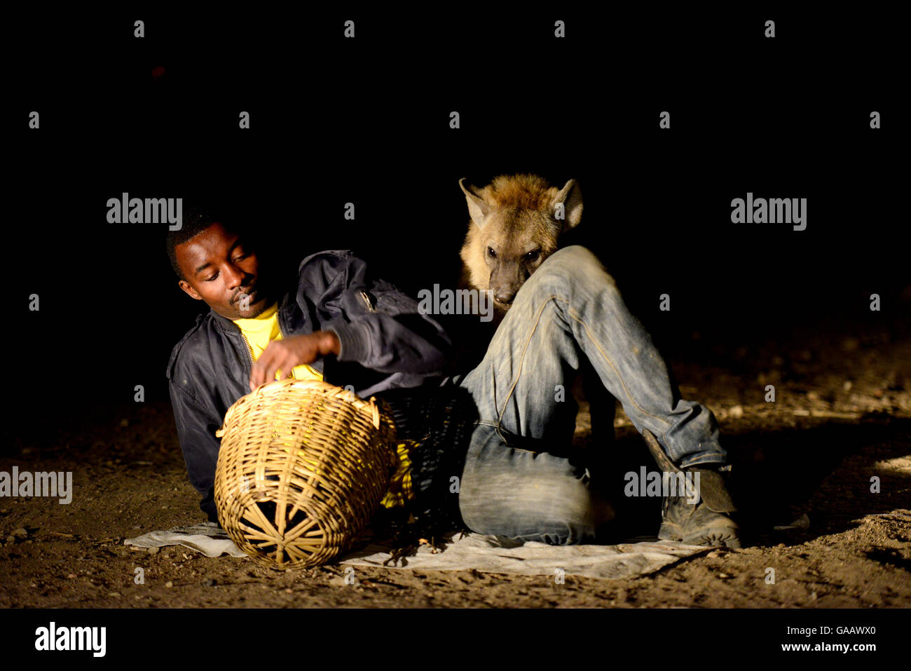 L'alimentation de l'homme des hyènes (Crocuta crocuta) dans la nuit dans la ville de Harar, cela a été une tradition pour plusieurs siècles, et est maintenant devenu un spectacle pour les touristes. L'Éthiopie, Novembre 2014 Banque D'Images