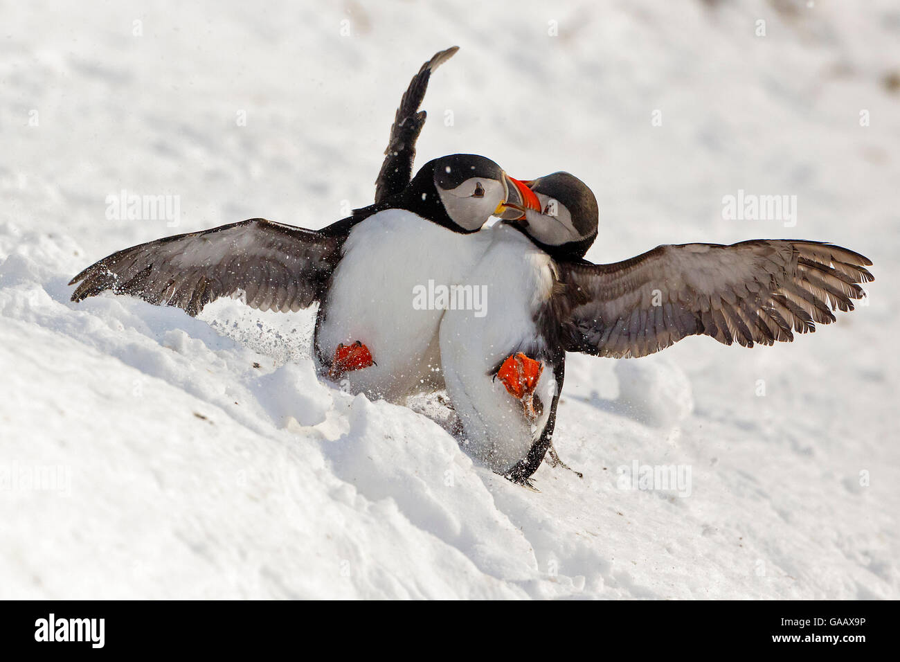 Macareux moine (Fratercula arctica) deux combats dans la neige, Hornoya bird falaise, Finnmark, Norvège. Mars. Banque D'Images