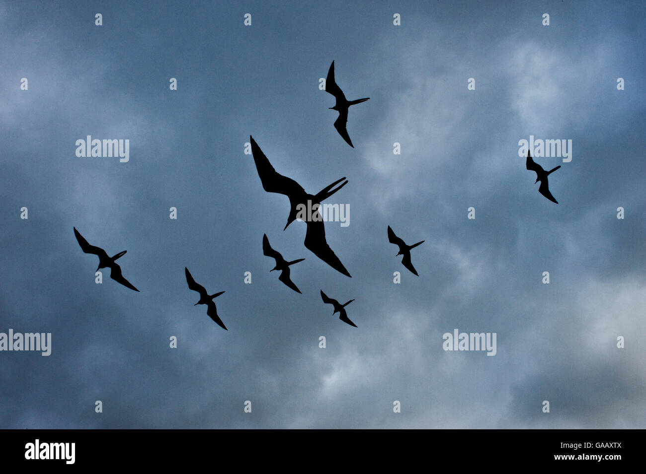 Oiseaux Frégate superbe (Fregata magnificens) groupe flying contre ciel nuageux, Galapagos. Banque D'Images