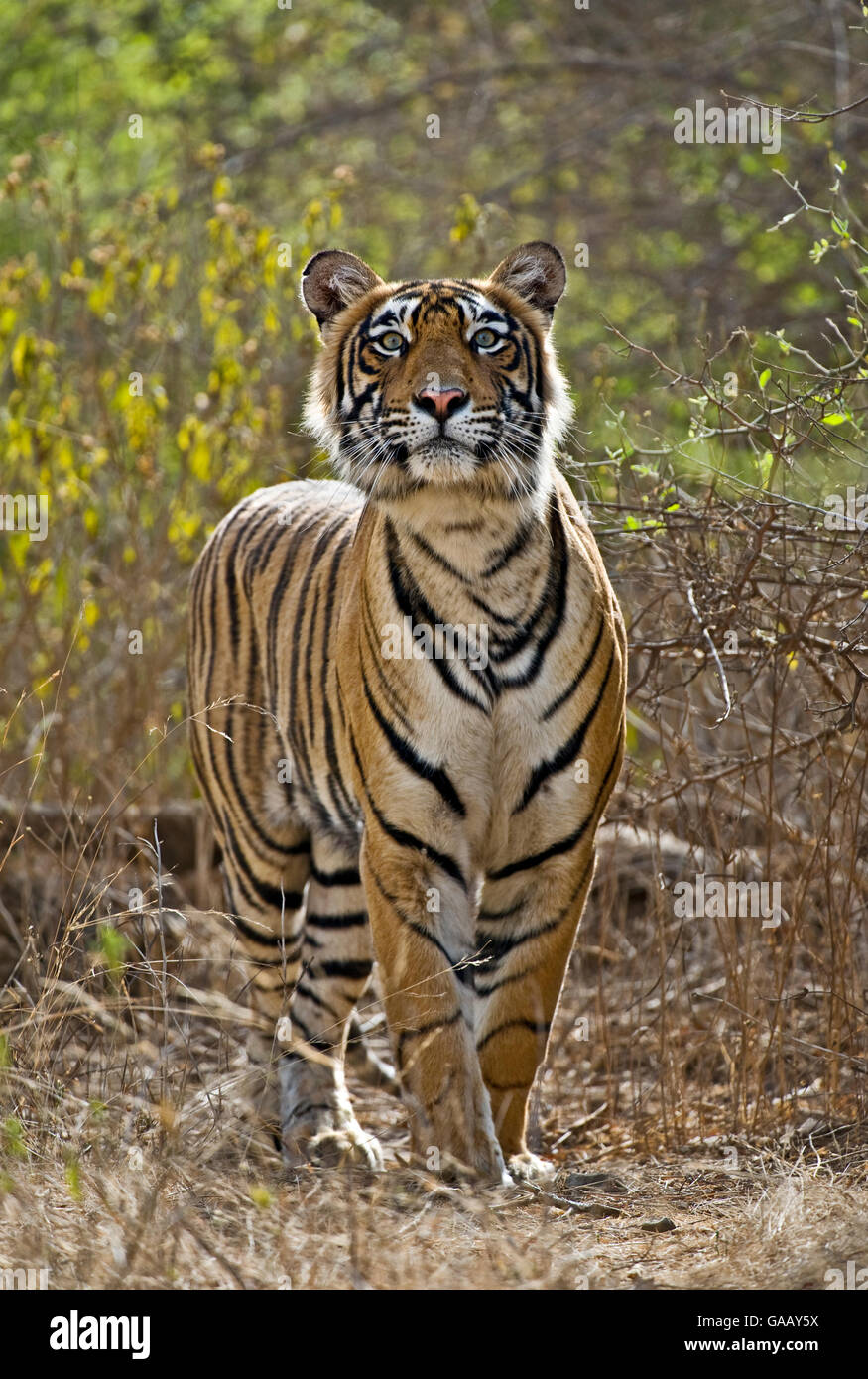 Tigre du Bengale (Panthera tigris tigris) stalking deer, et le cou, grutage Ranthambore, Inde. Banque D'Images