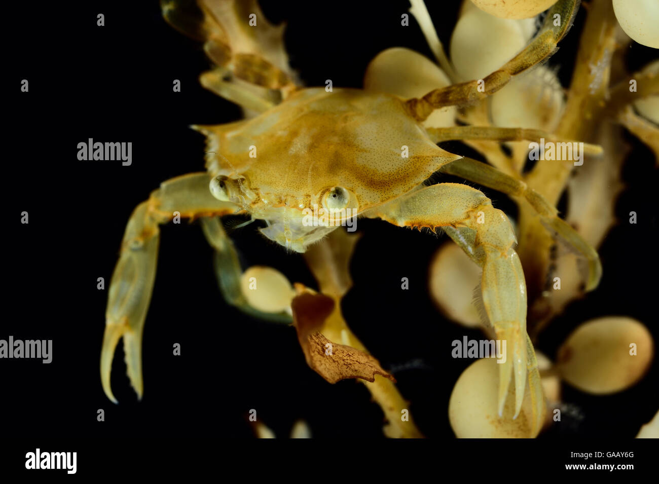 Crabe minuscule d'un varech denté (Sargassum fluitans) Communauté de sargasses. La mer des Sargasses, aux Bermudes Banque D'Images