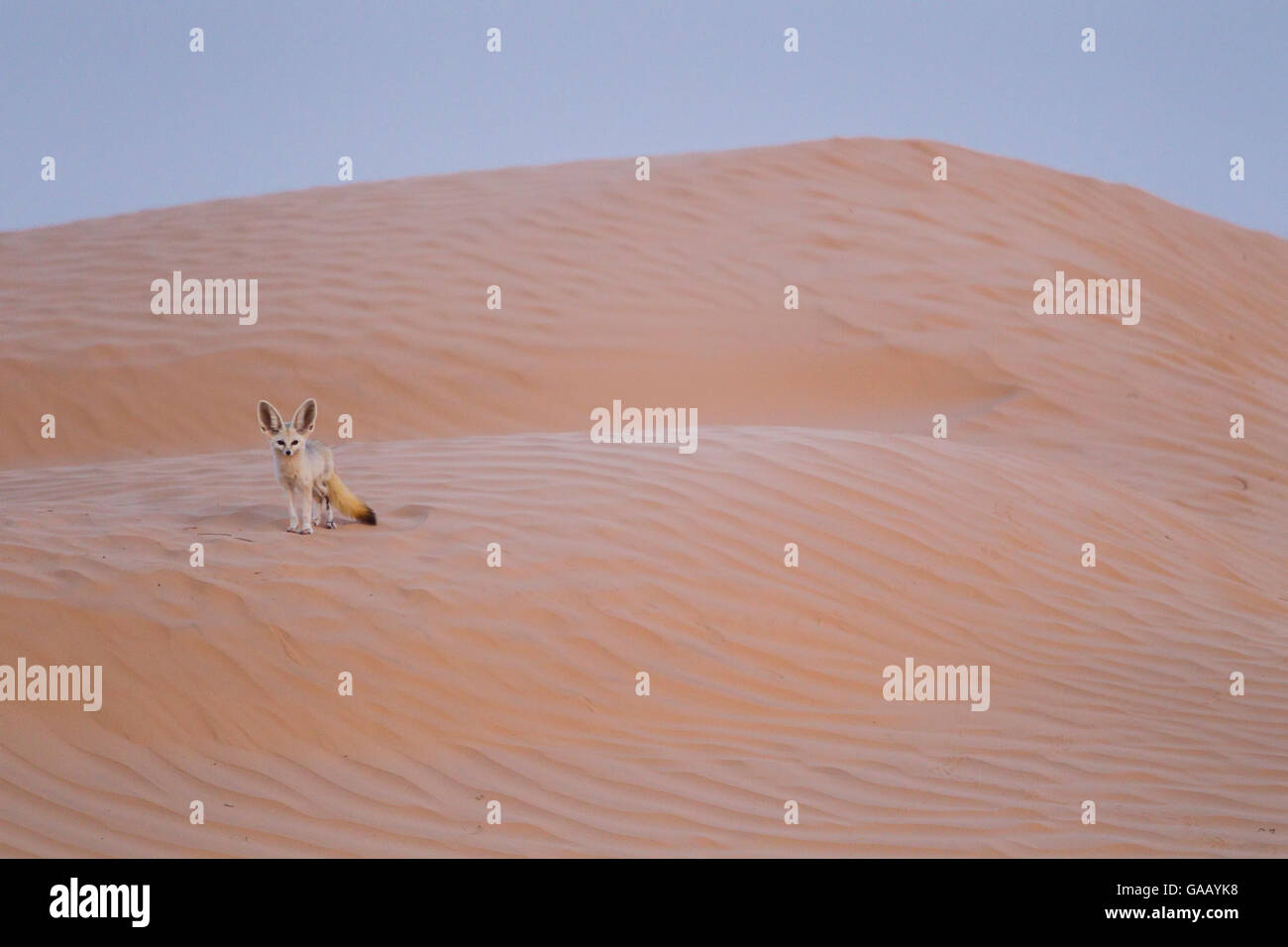 Fennec fox (Vulpes zerda) Grand Erg Oriental, le Gouvernorat de Kébili. La Tunisie. Banque D'Images