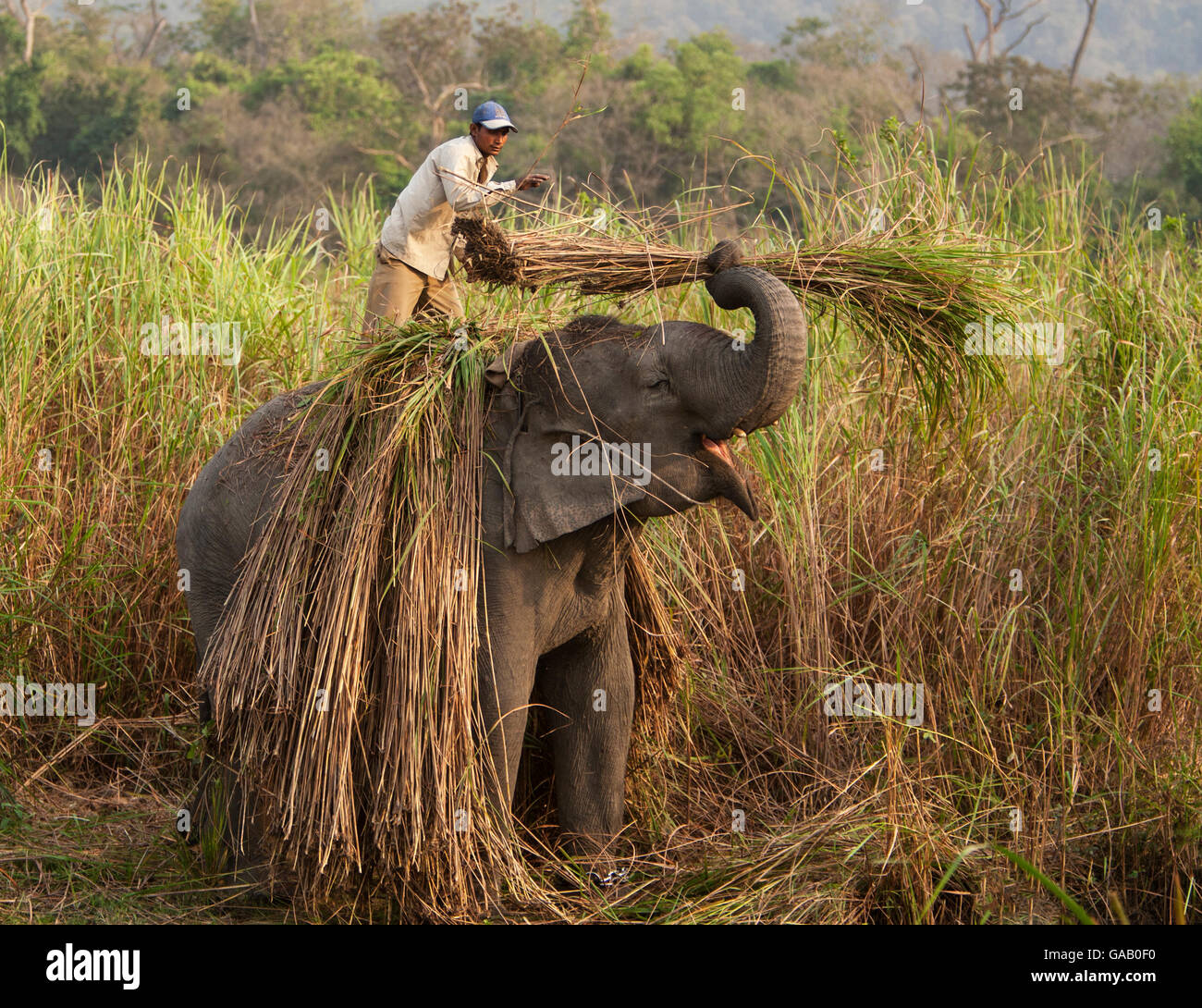 Éléphant d'Asie (Elephas maximus) travail d'éléphants domestiqués, cueillir des roseaux, le parc national de Kaziranga, Assam, Inde, Mars 2009 Banque D'Images