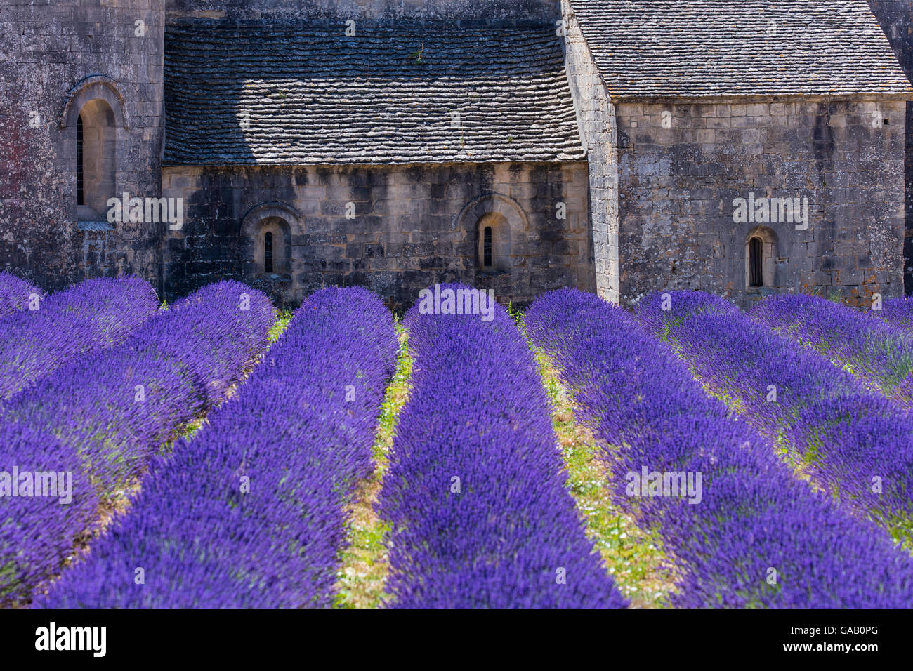 La Lavande (Lavendula angustifolia) champs en face de l'Abbaye de Sénanque, Gordes Village, Provence, France, juillet 2015. Banque D'Images