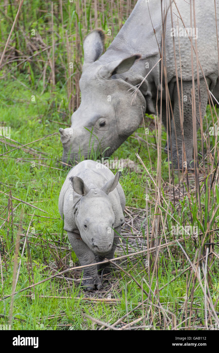 Le rhinocéros indien (Rhinoceros unicornis) mère et son petit (âge 1 à 2 semaines) Le parc national de Kaziranga, Inde. Banque D'Images