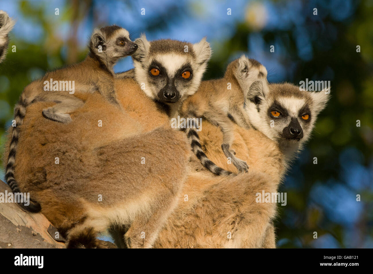Untitled Document l'anneau (Lemur catta) les mères de bébés de deux semaines. Réserve privée de Berenty, Madagascar Banque D'Images