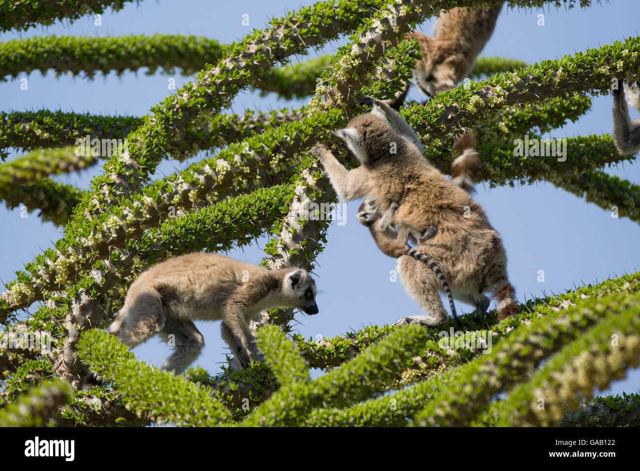 Les lémuriens à queue anneau (Lemur catta) se nourrissant de forêt épineuse (Didierea trollii arbre).Berenty Réserve privée, à Madagascar Banque D'Images