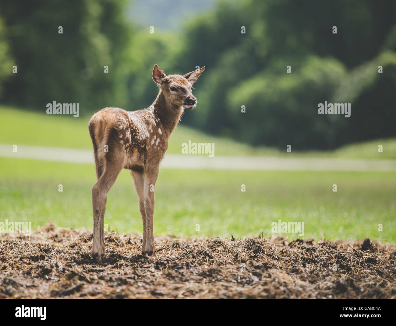 Une mule deer fawn à plus de son épaule à Longleat Safari Park. Banque D'Images