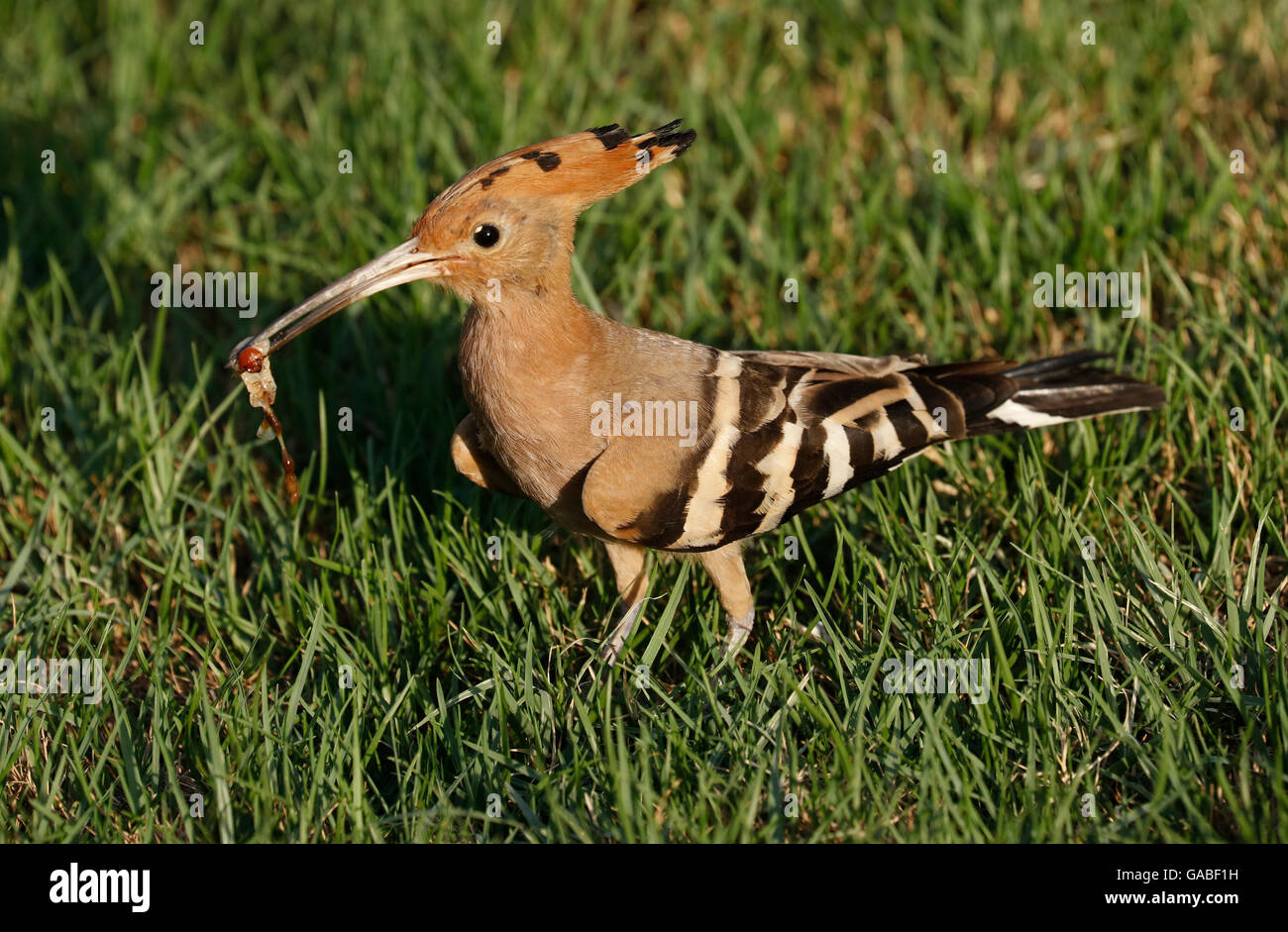 Huppe fasciée (Upupa epops) épopée avec grub d'insectes en bec, Egypte Banque D'Images