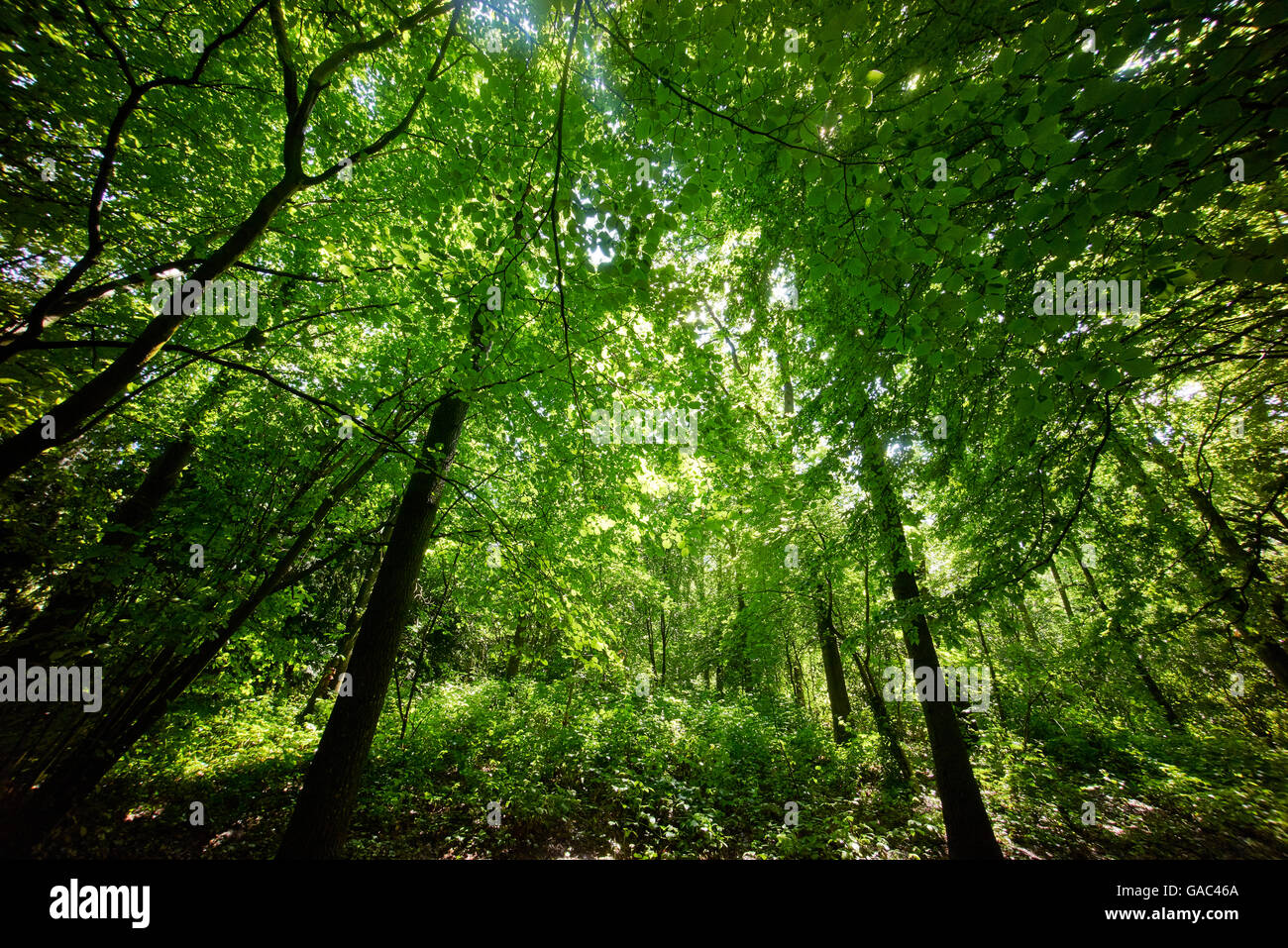 Arbres d'une forêt verte avec la lumière du soleil peeking through Banque D'Images