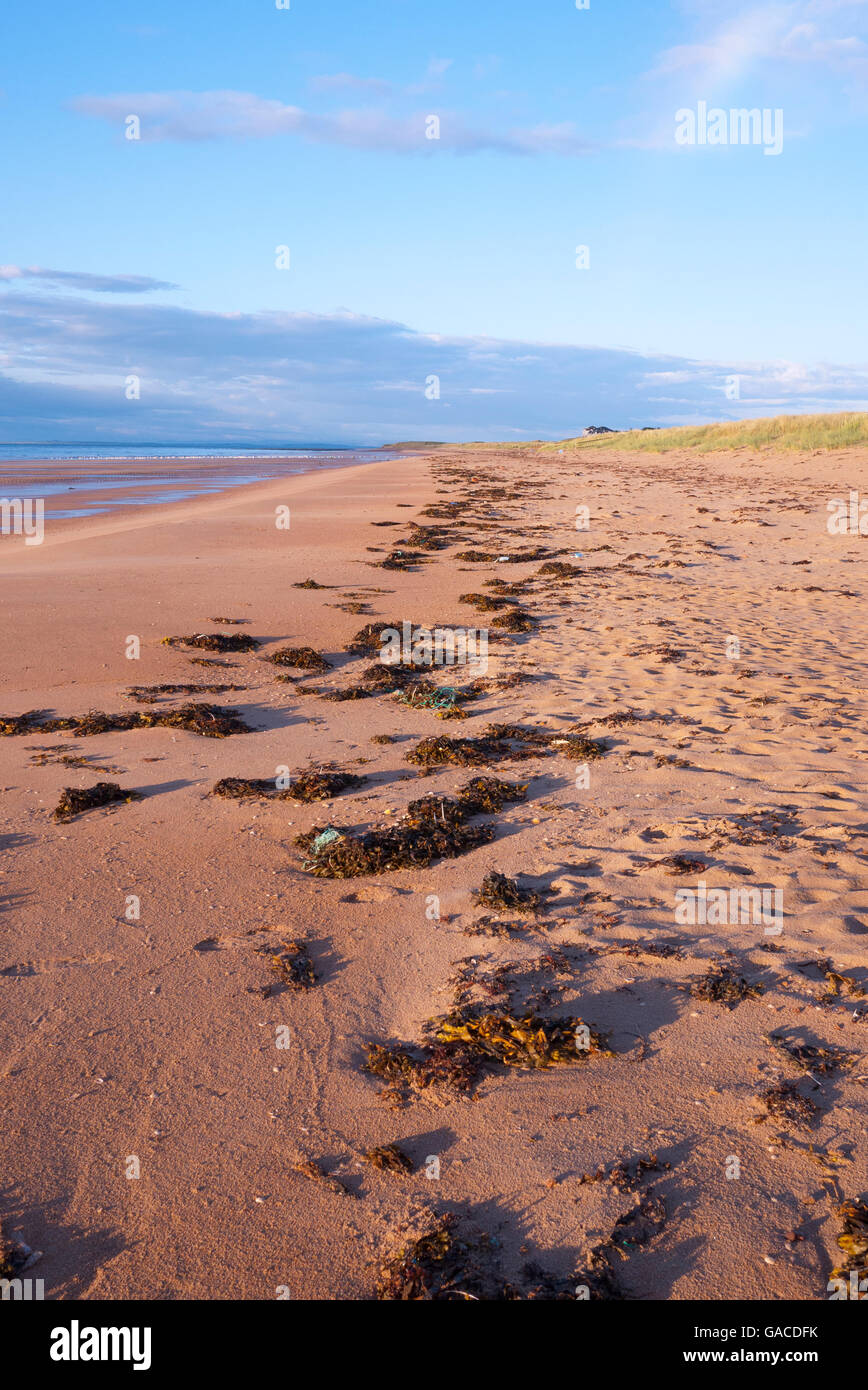 Des algues sur la ligne de marée haute sur une plage de la mer du Nord, Ecosse, Royaume-Uni. Banque D'Images