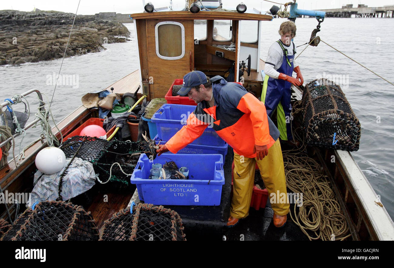 Pêcheur de homard Ross MacLennon, capitaine de la « Carrie Anne » de Milton Harbour sur l'île de Tiree, trie les homards capturés après une journée de pêche dans l'océan Atlantique avec le matelot de pont William Walker (portant un chapeau). Banque D'Images