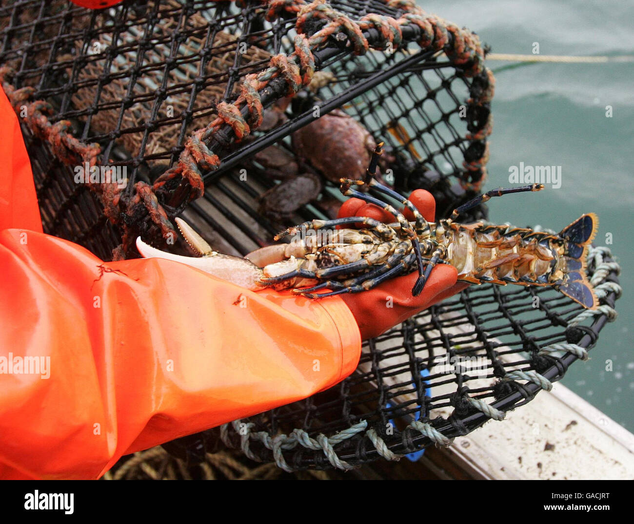 La pêche du homard dans l'Océan Atlantique Banque D'Images