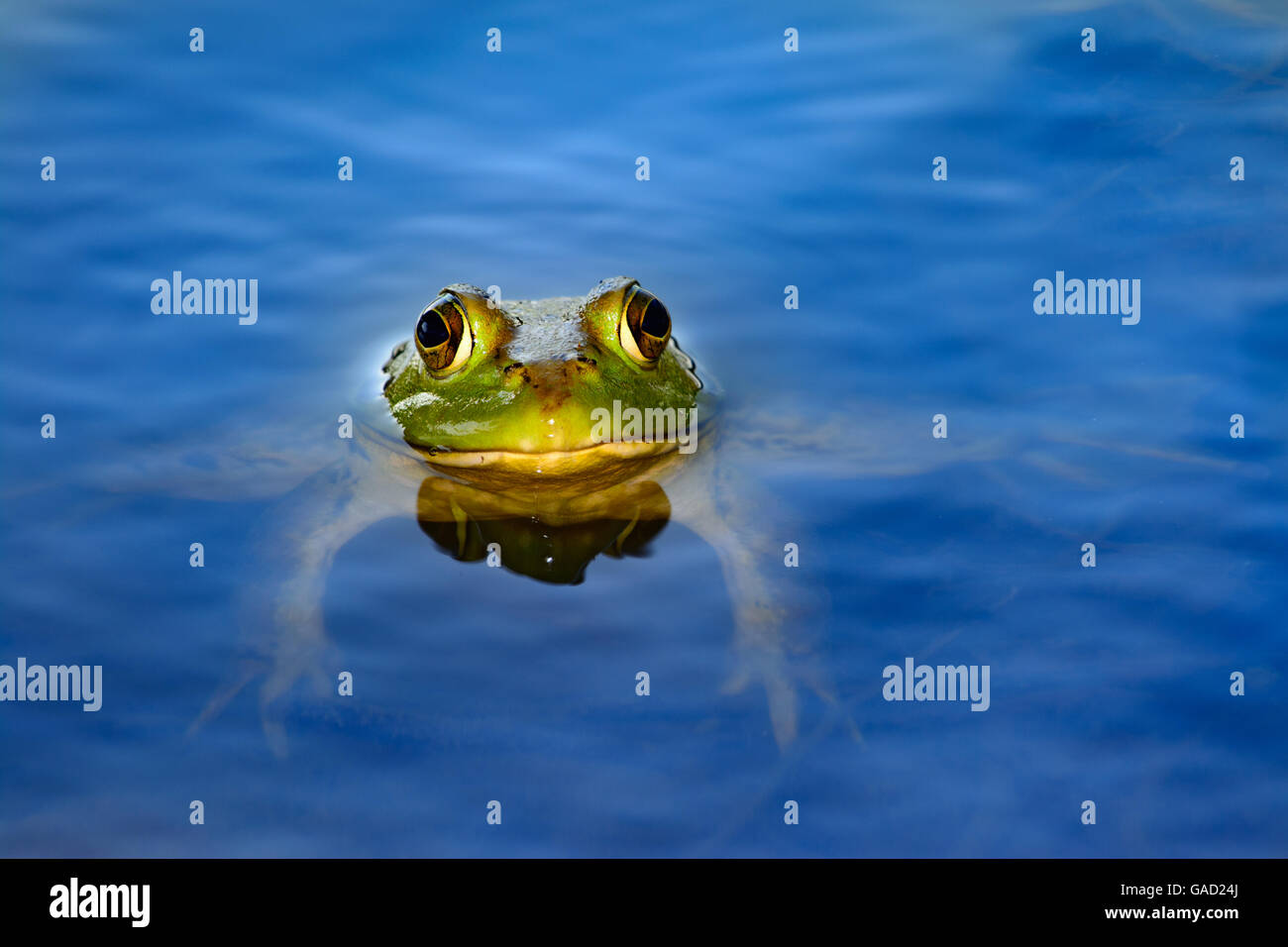 (Lithobates catesbeianus grenouille taureau américain) dans l'étang avec la tête et les yeux qui dépassent hors de l'eau Banque D'Images