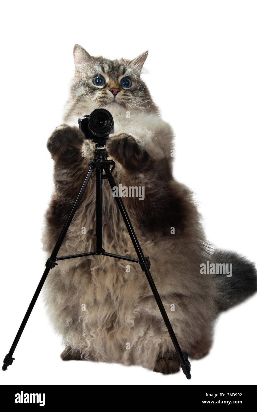 Smart cat prend des photos Banque D'Images