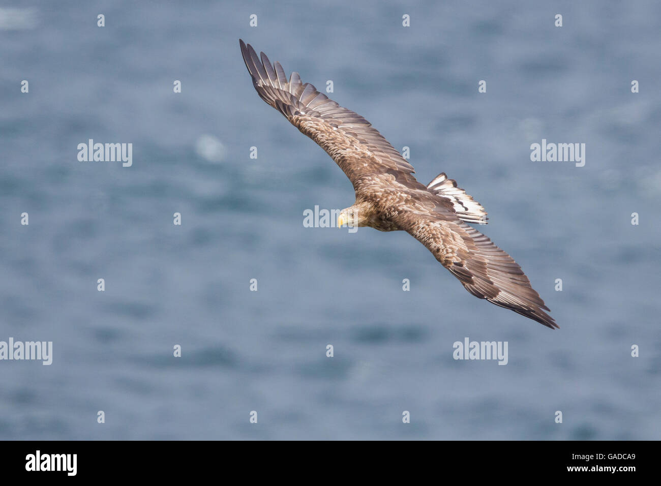 À queue blanche (Haliaeetus albicilla), immature en vol, Berlevåg, Finnmark, Norvège Banque D'Images