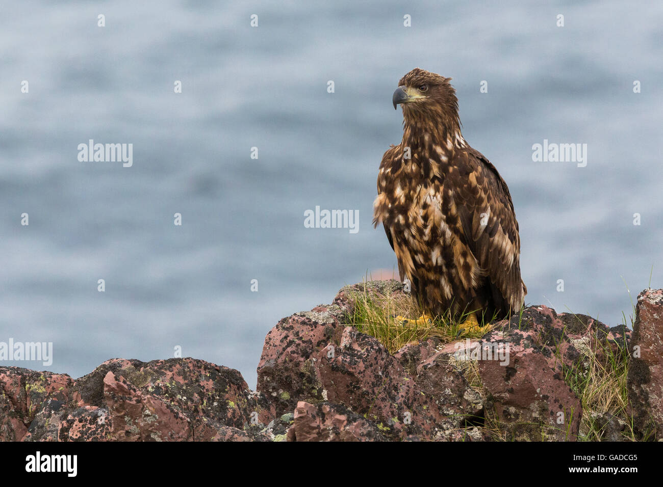 À queue blanche (Haliaeetus albicilla), juvénile perché sur un rocher, Hamningberg, Finnmark, Norvège Banque D'Images