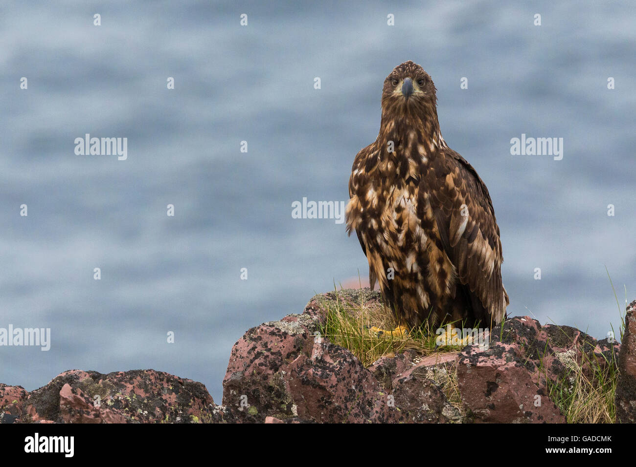 À queue blanche (Haliaeetus albicilla), juvénile debout sur un rocher, Hamningberg, Finnmark, Norvège Banque D'Images