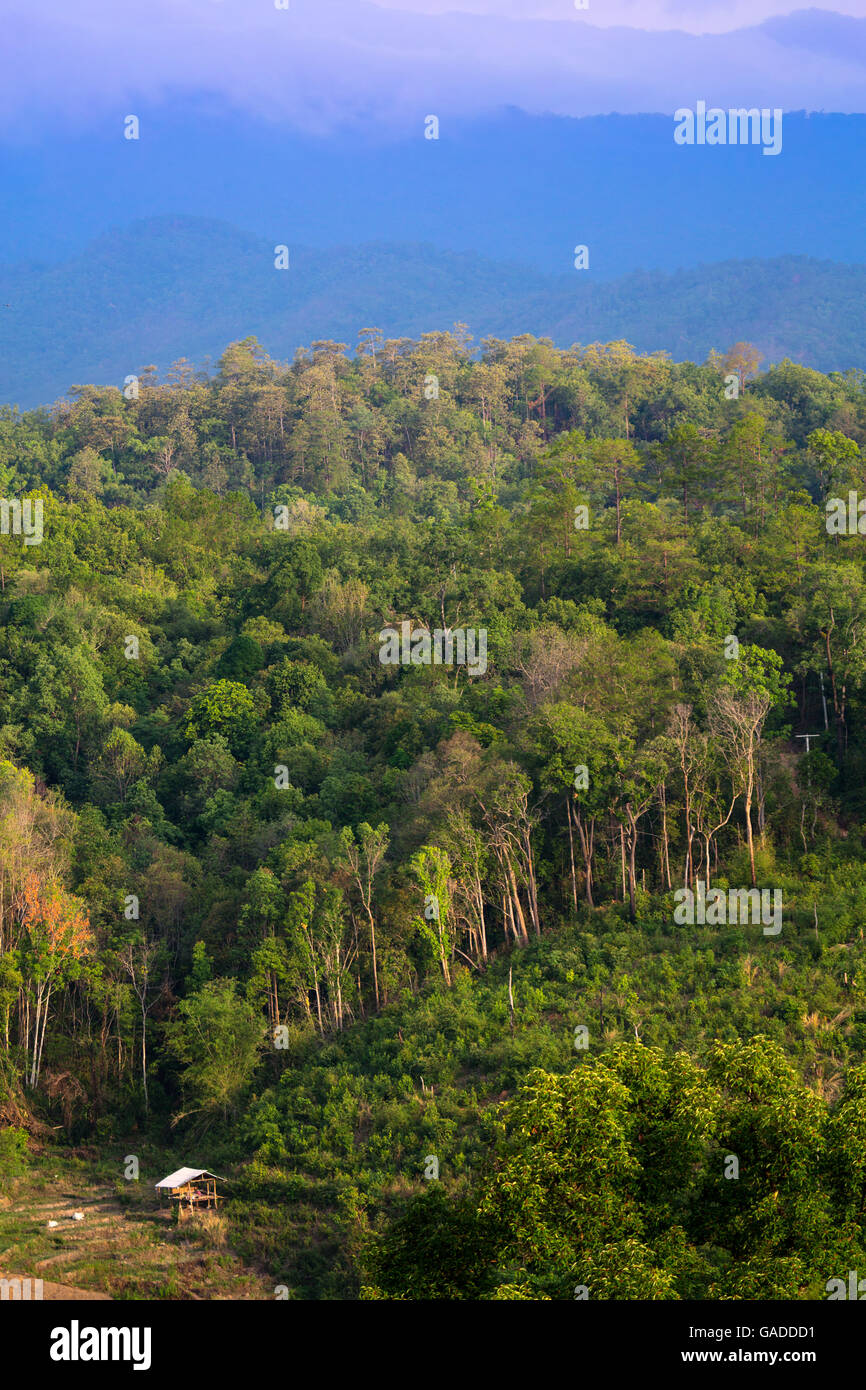 Vue sur la forêt tropicale d'une randonnée dans le parc national de Doi Inthanon, Chiang Mai, Thaïlande Banque D'Images