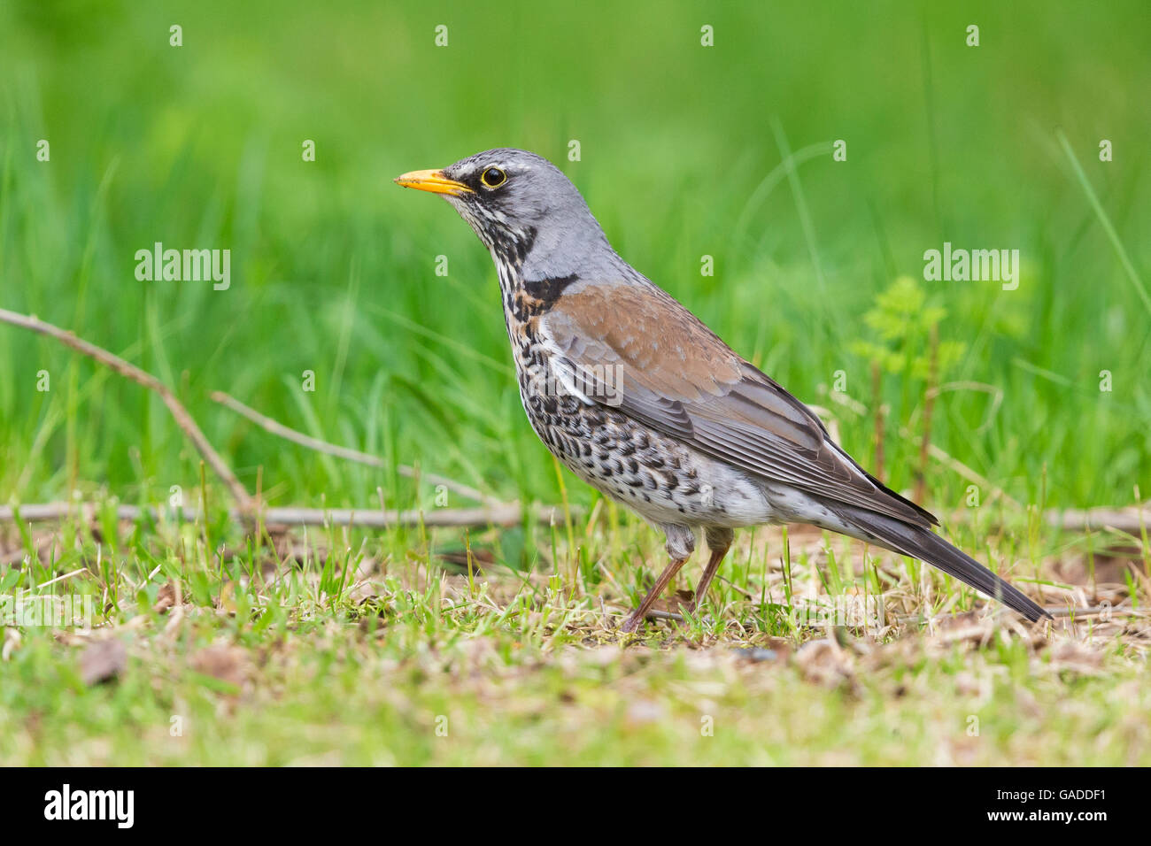 F) Fieldfare (Turdus Adultes, Comité permanent sur l'herbe, Oulu, Ostrobotnie du Nord, en Finlande Banque D'Images