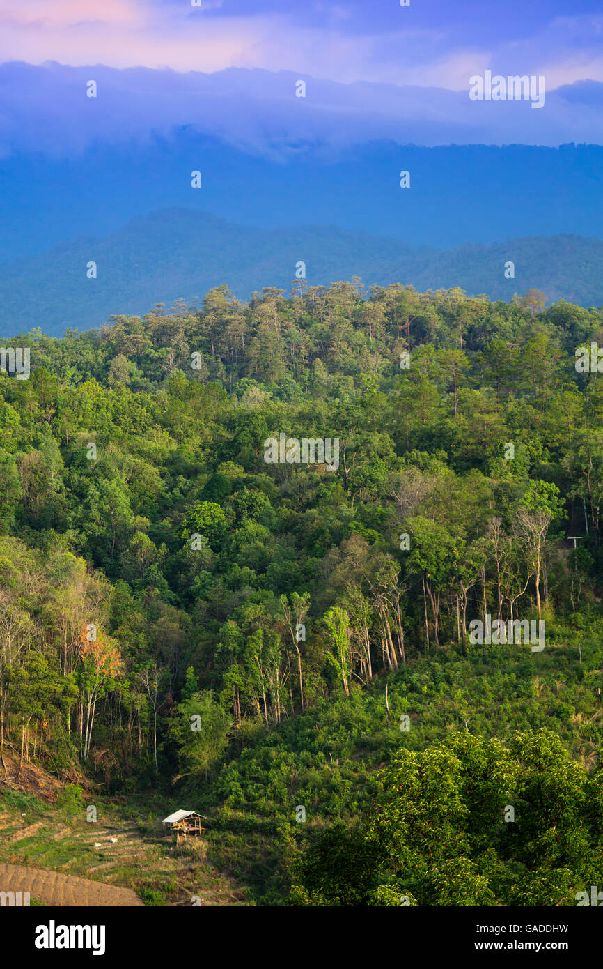 Vue sur la forêt tropicale d'une randonnée dans le parc national de Doi Inthanon, Chiang Mai, Thaïlande Banque D'Images