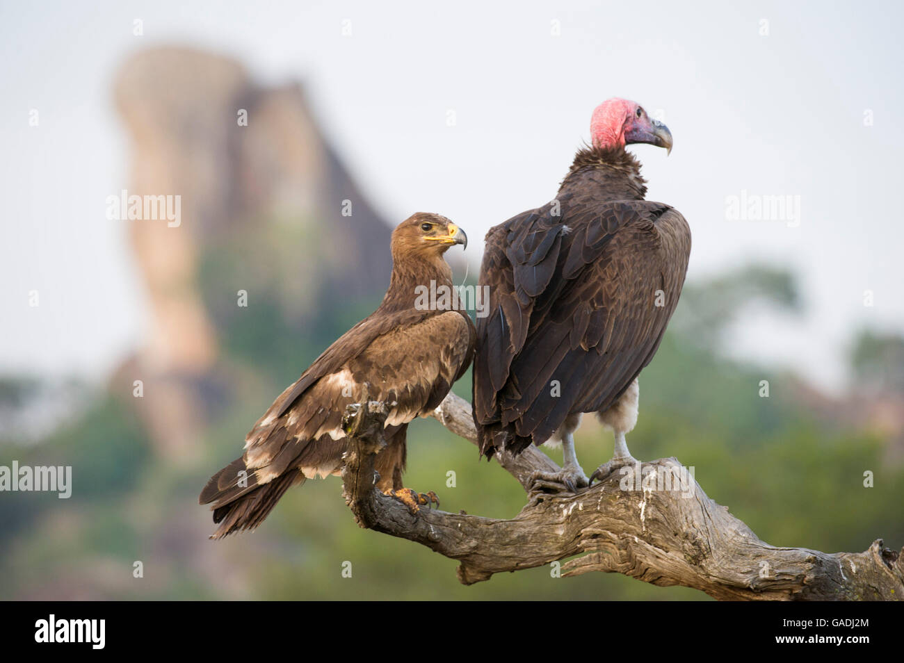 L'aigle des steppes (Aquila nipalensis) et l'Agrion à (Torgos tracheliotos), Parc National de Serengeti, Tanzanie Banque D'Images