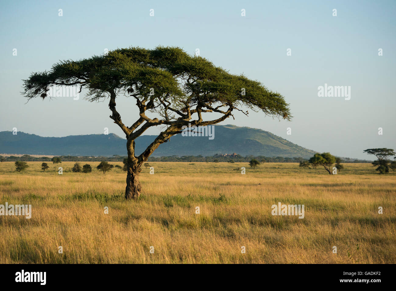 Acacia dans les prairies, le Parc National du Serengeti, Tanzanie Banque D'Images