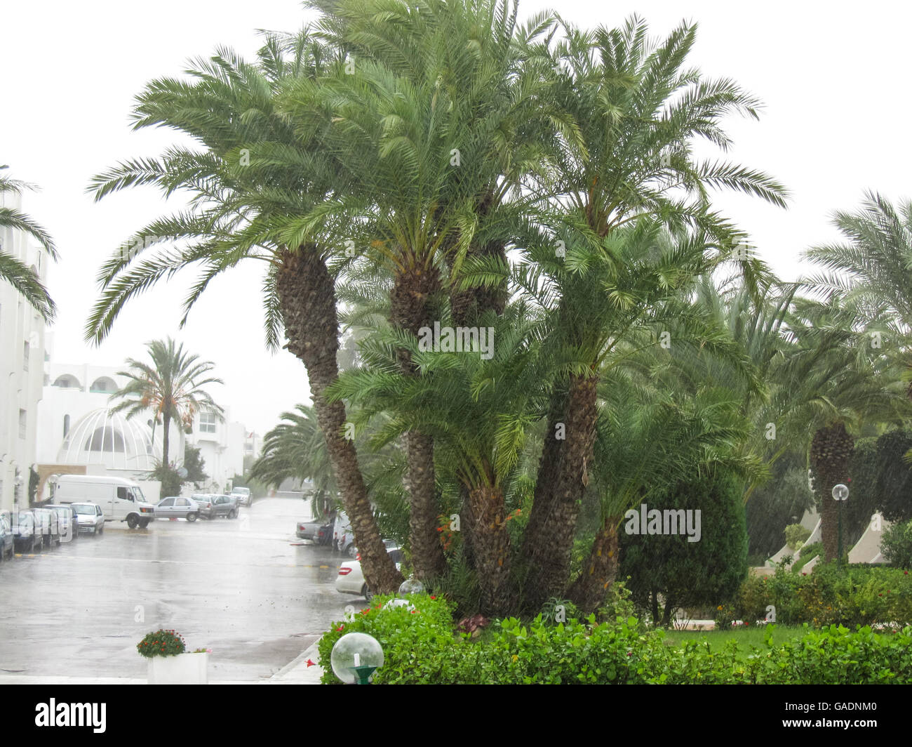 Une vue sur les palmiers pendant la pluie à El Mouradi hotel resort à Port El Kantaoui complexe touristique en Tunisie. Banque D'Images