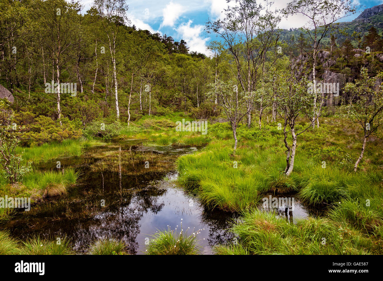 Norvège - paysage avec scène de marais en forêt. Banque D'Images