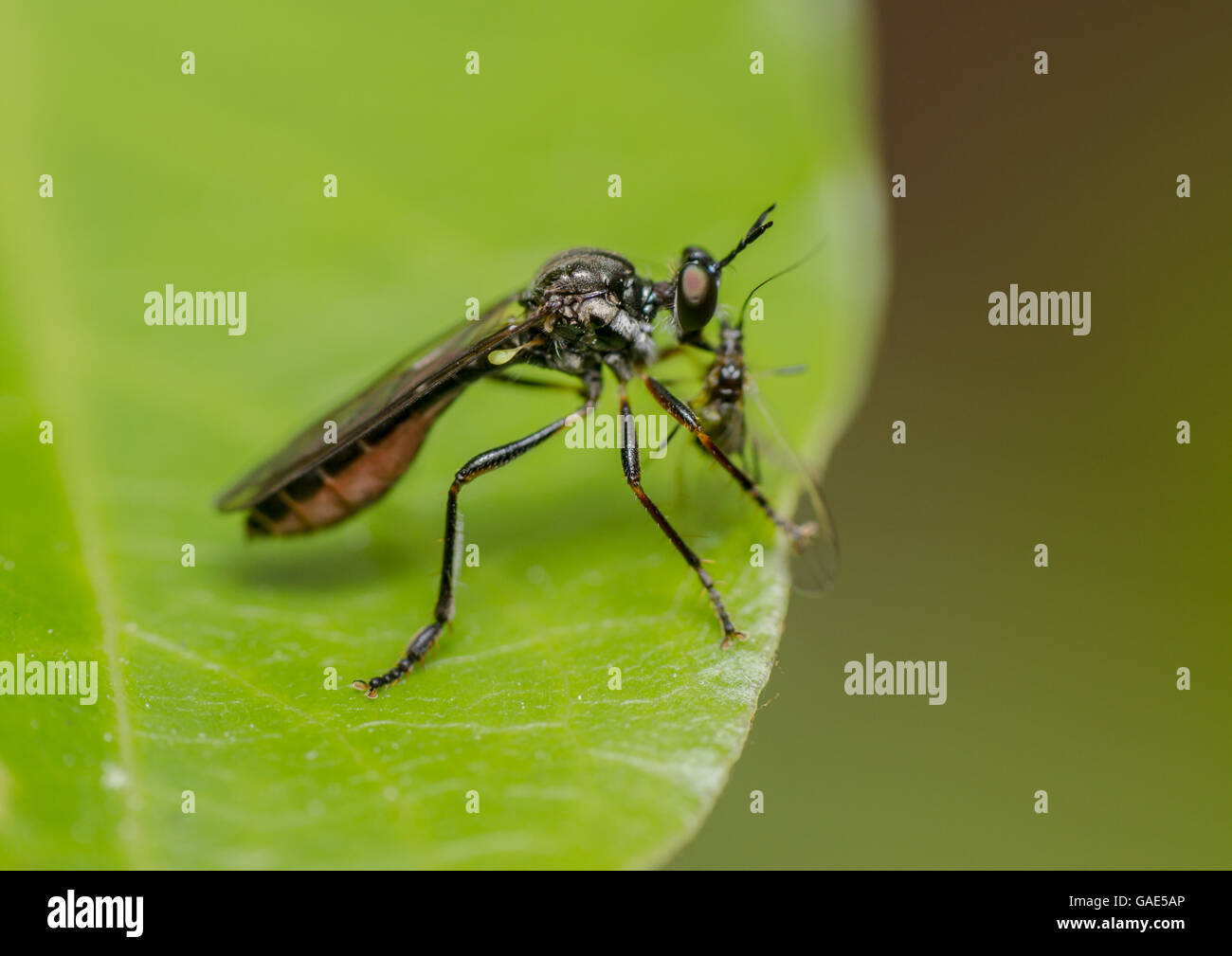 Violet de Robberfly (Dioctria atricapilla) avec les proies Banque D'Images Violet de Robberfly (Dioctria atricapilla) avec les proies Banque D'Images