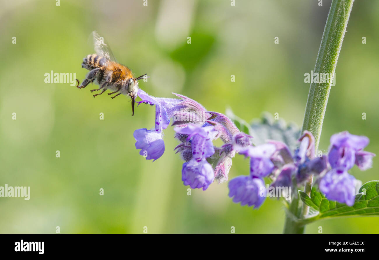 Petite Fleur abeille (Anthophora bimaculata) - en vol Banque D'Images Petite Fleur abeille (Anthophora bimaculata) - en vol Banque D'Images