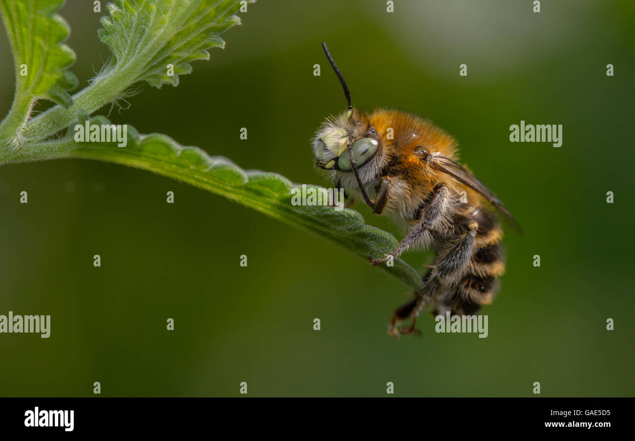 Petite Fleur abeille (Anthophora bimaculata) nettoyage sur une feuille d'une Plante Cataire Banque D'Images Petite Fleur abeille (Anthophora bimaculata) nettoyage sur une feuille d'une Plante Cataire Banque D'Images