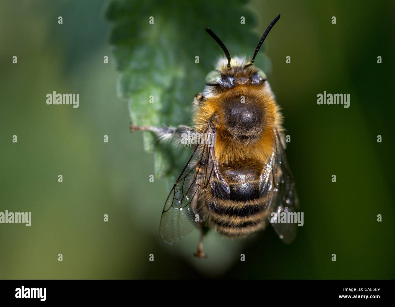 Petite Fleur abeille (Anthophora bimaculata) reposant sur des feuilles de cataire Banque D'Images Petite Fleur abeille (Anthophora bimaculata) reposant sur des feuilles de cataire Banque D'Images