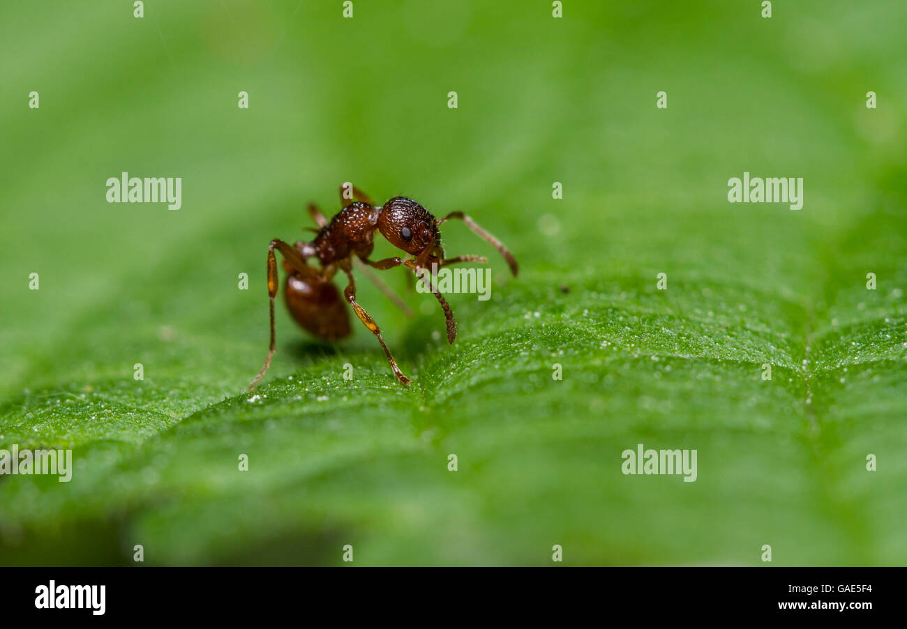 Ant sur une feuille d'ortie. Banque D'Images Ant sur une feuille d'ortie. Banque D'Images