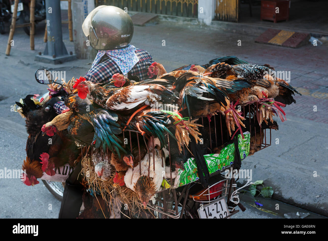 Les poulets vivants transportés sur un cyclomoteur, Thi Xa Uong Bi, province de Quang Ninh, Vietnam Banque D'Images