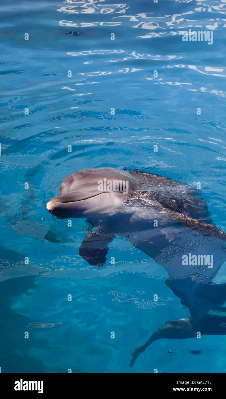 Florida Dolphin atteignant un sommet hors de l'eau et vous sourit. Banque D'Images