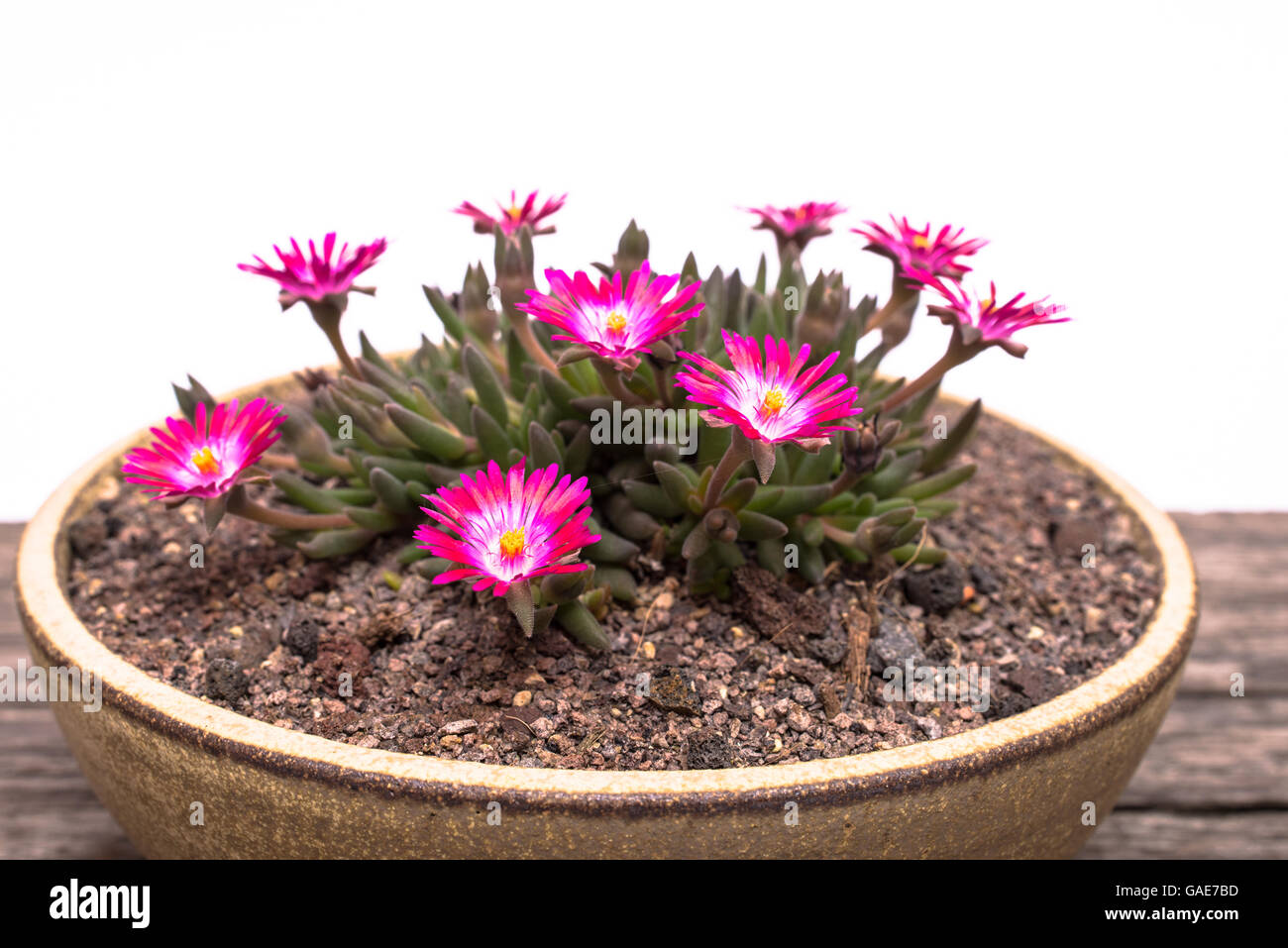 Plante succulente vivace Delosperma avec fleurs violettes Photo Stock -  Alamy