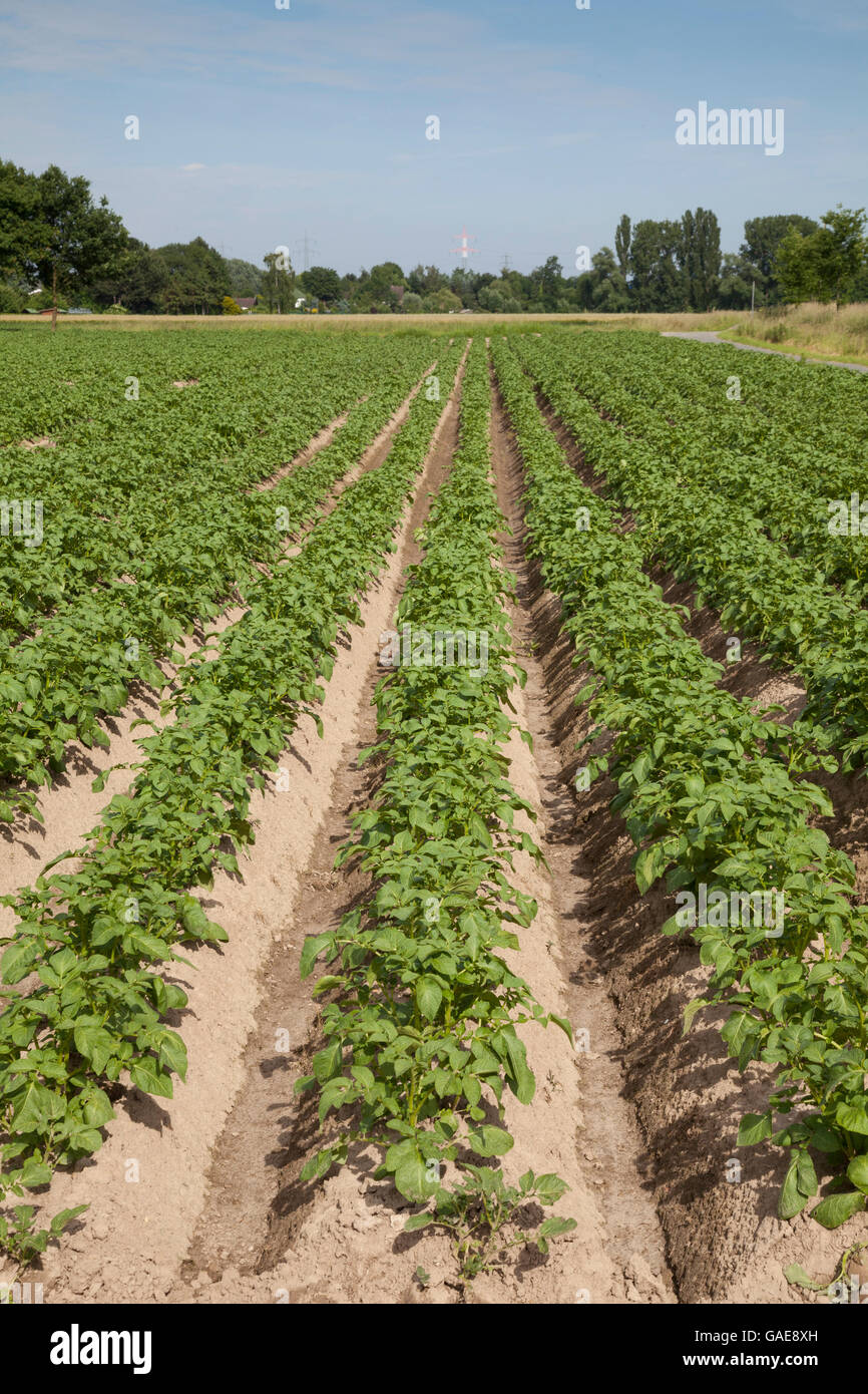 Les plants de pomme de terre (Solanum tuberosum), champ de pommes de terre, en Rhénanie du Nord-Westphalie, Allemagne Banque D'Images