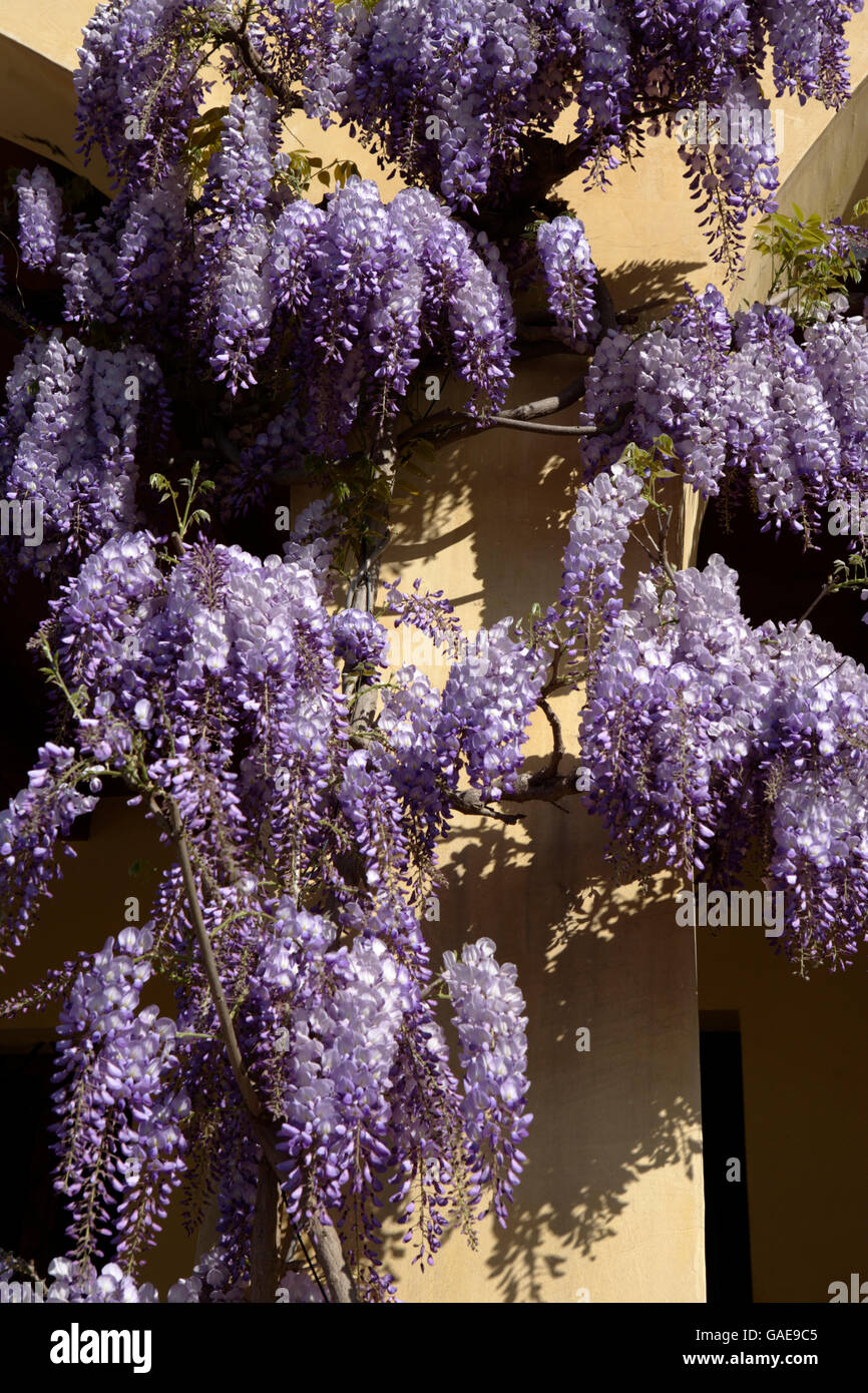 Glycine de Chine (Wisteria sinensis) poussant sur une façade de maison, Vénétie, Italie, Europe Banque D'Images