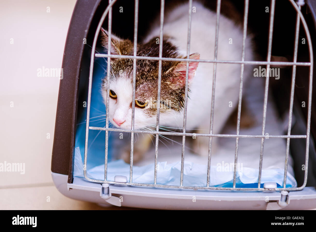 Près d'un petit chat en cage Banque D'Images