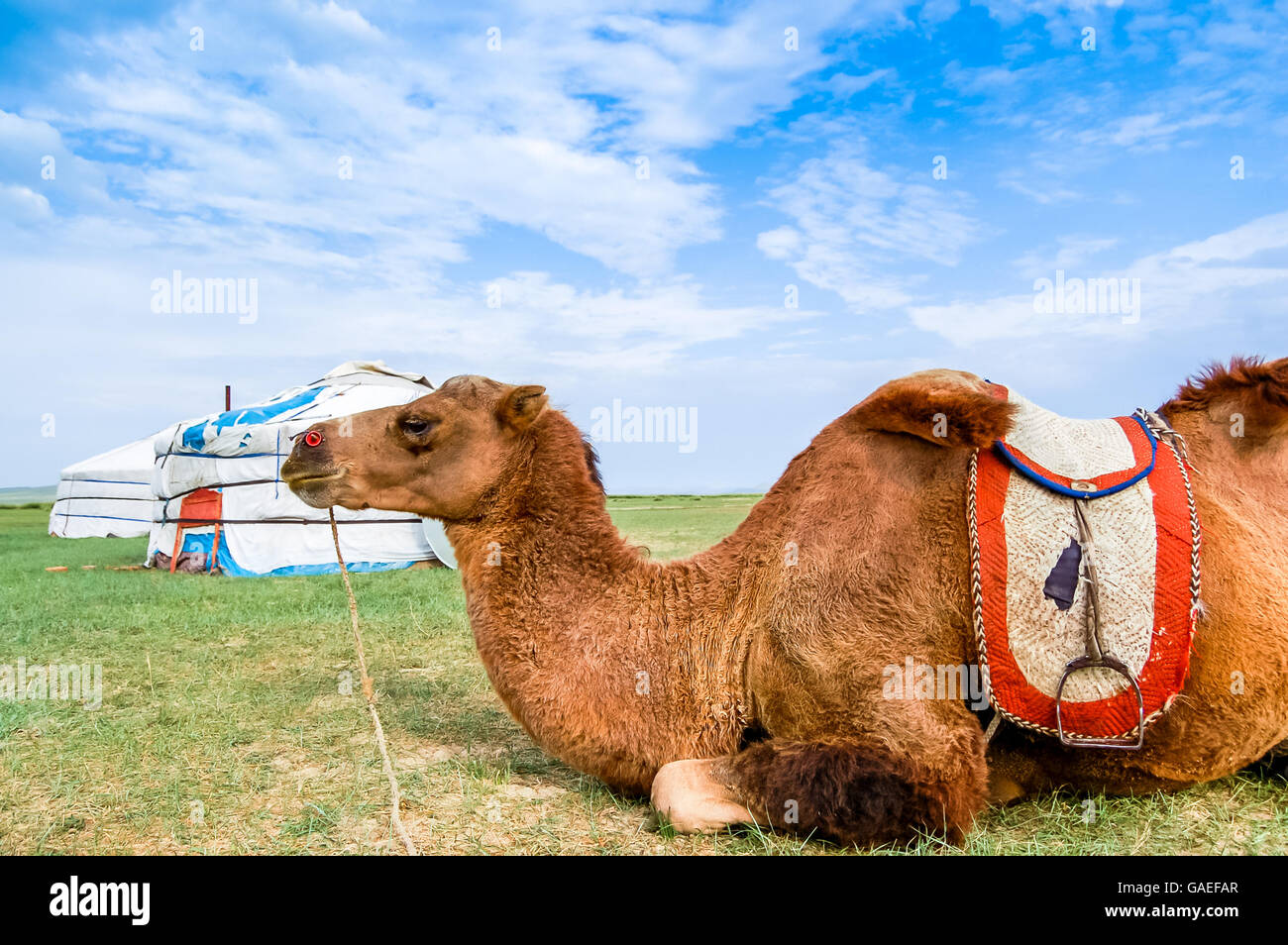 Chameau de Bactriane située en face de la yourte, appelé un ger, sur steppe au centre de la Mongolie Banque D'Images