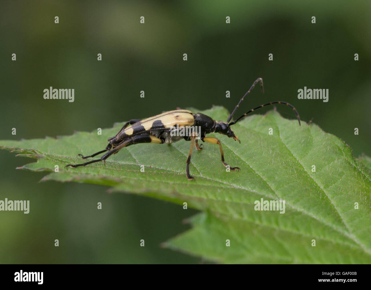 Le longicorne asiatique (Rutpela maculata) on leaf Banque D'Images