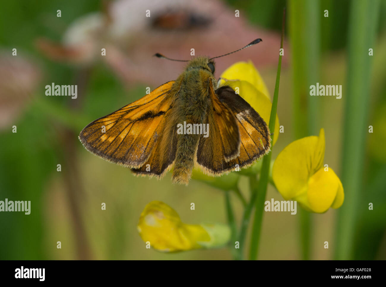 Grand skipper butterfly (Ochlodes sylvanus) Banque D'Images