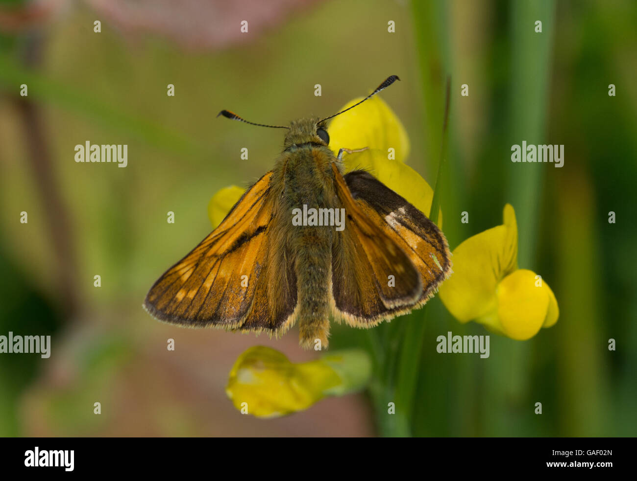 Grand skipper butterfly (Ochlodes sylvanus) Banque D'Images