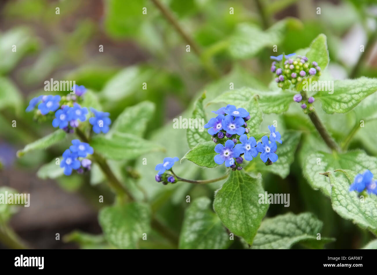 Kaukasusvergissmeinnicht - Brunnera macrophylla 01 Banque D'Images