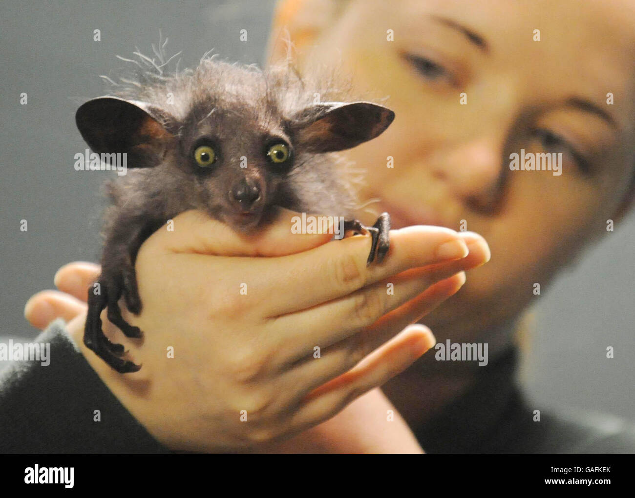 Il est le seul à être né en Grande-Bretagne : il est l'élève de petits mammifères aux jardins du zoo de Bristol Caroline Brown avec la jeune aye appelée 'raz', une aye, qui est la seule seconde de son espèce à naître en Grande-Bretagne. Banque D'Images