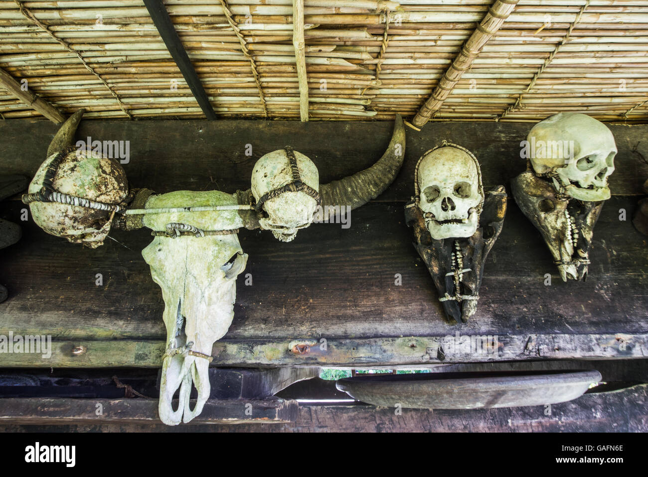 Crâne d'Ifugao Igorot Trophy Changit - pendant des siècles, les tribus autochtones de la région des montagnes de la Cordillères des Philippines s Banque D'Images
