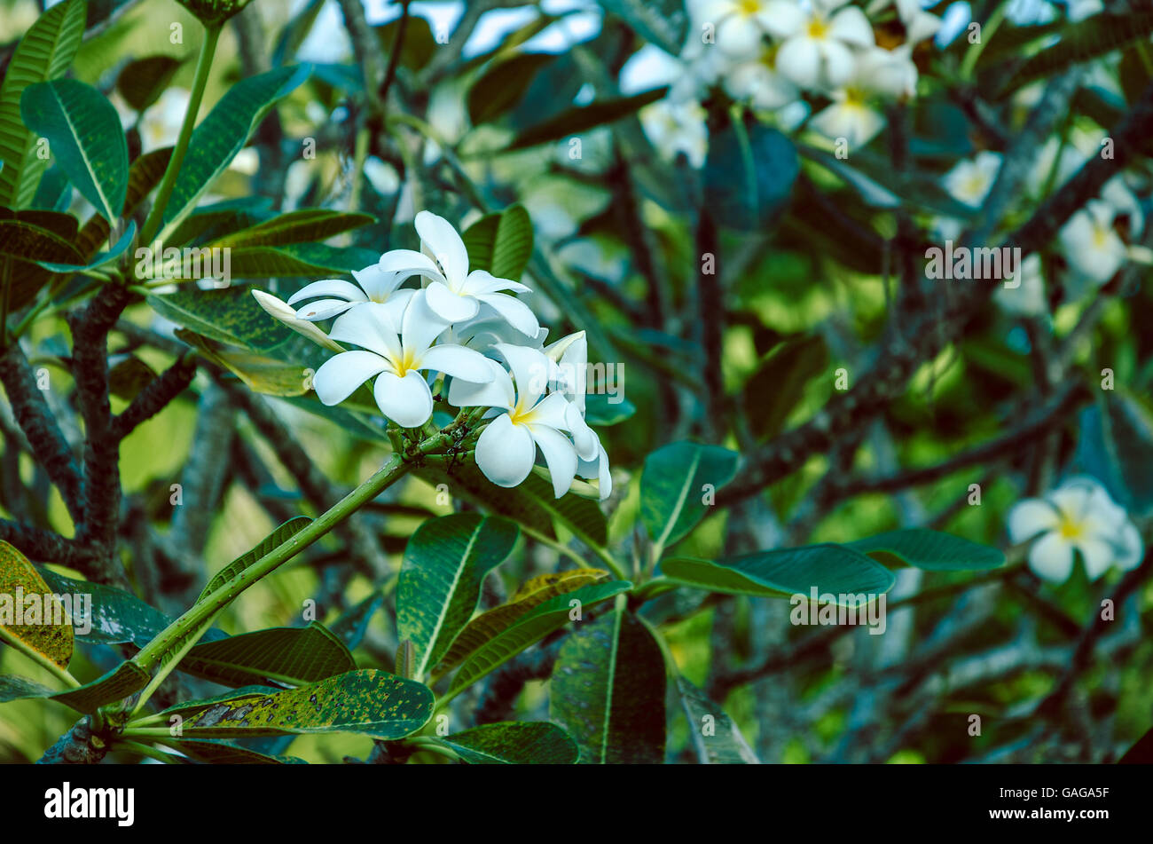 Branche de fleur de Tiaré blanc, Gardenia taitensis Banque D'Images